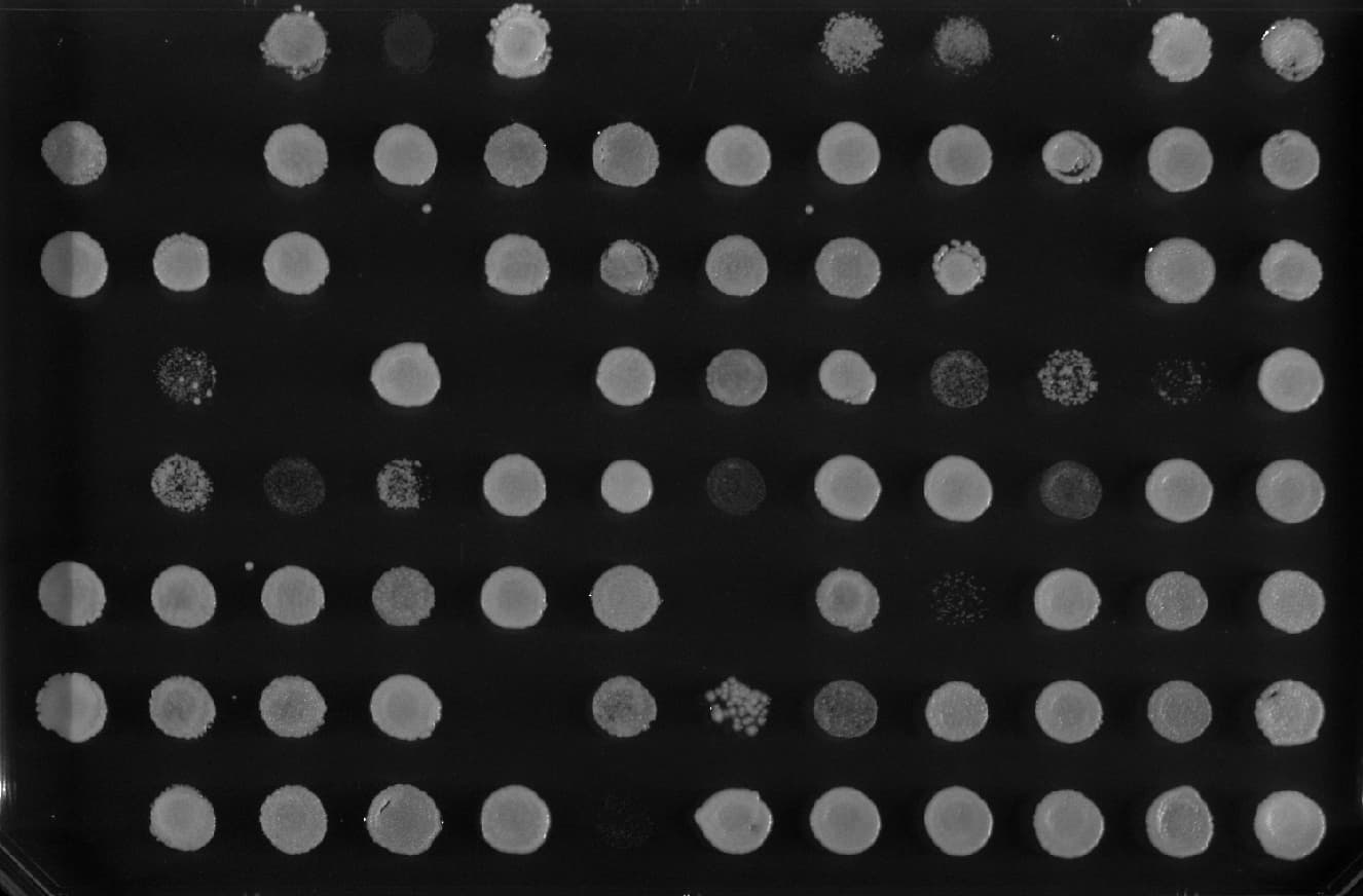 GRACE microscopy image